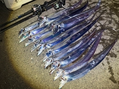 タチウオの釣果