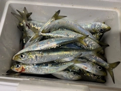 マイワシの釣果