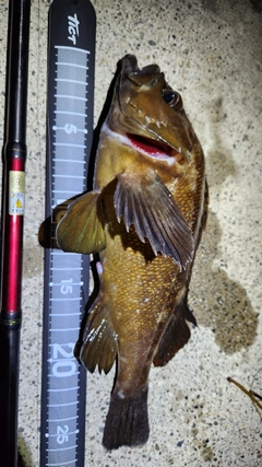 ガヤの釣果