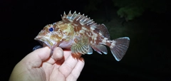ガシラの釣果