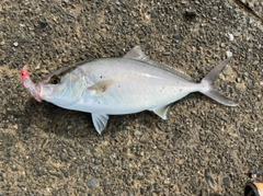 ショゴの釣果