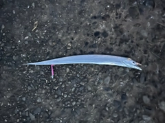 タチウオの釣果