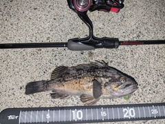 クロソイの釣果