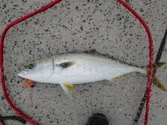 ハマチの釣果