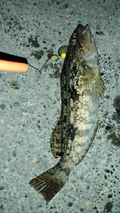 アイナメの釣果