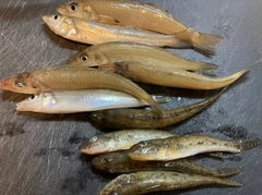 キスの釣果