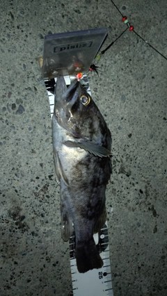 クロソイの釣果