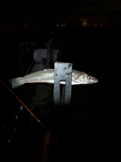 シロギスの釣果