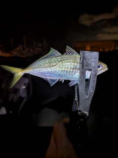 マアジの釣果