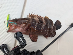キジハタの釣果