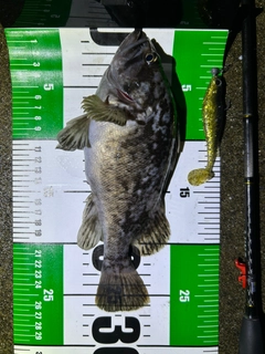 クロソイの釣果