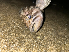 クロソイの釣果