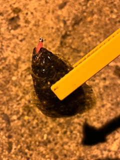 ヒラメの釣果