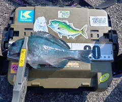オナガグレの釣果
