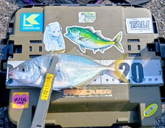 シマアジの釣果