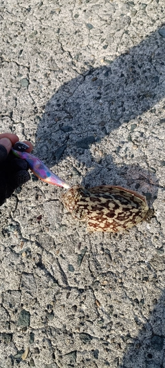 コウイカの釣果