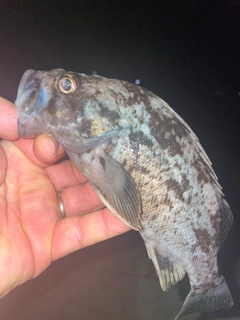 クロソイの釣果