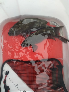 クチブトグレの釣果