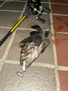 クロソイの釣果