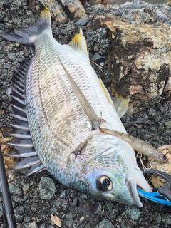 キビレの釣果