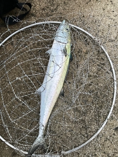 サゴシの釣果