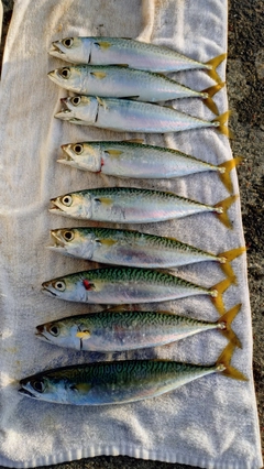 マサバの釣果