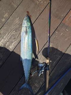 サワラの釣果