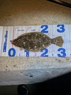 ソゲの釣果