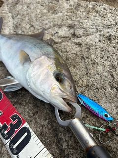 ショゴの釣果