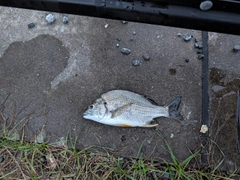キビレの釣果