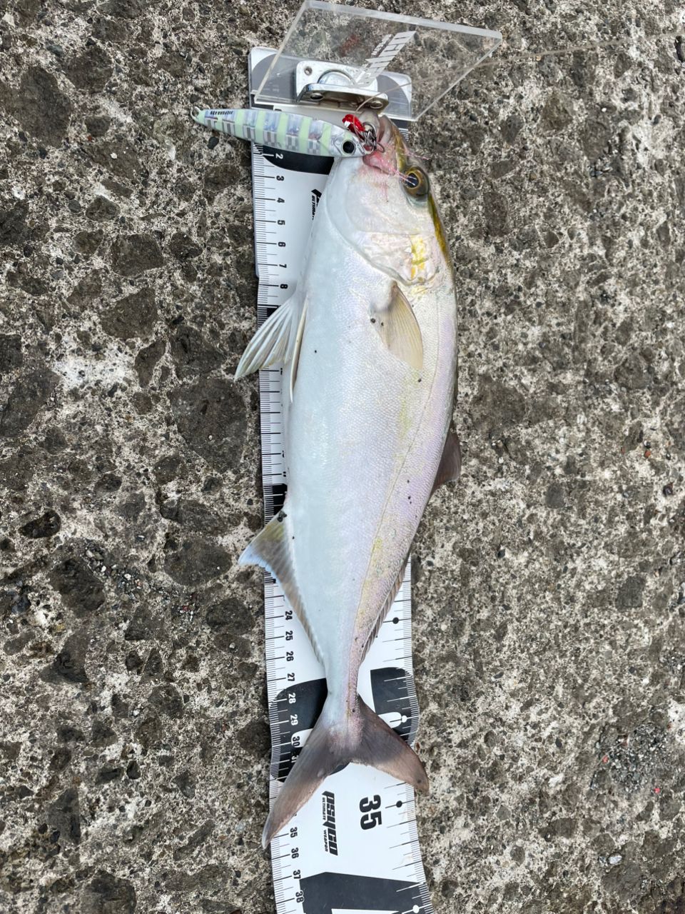 SHIMANO 22ステラ C5000XGの最安値・インプレ・釣果 | 本音の口コミが