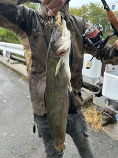 ナマズの釣果
