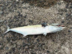 サゴシの釣果