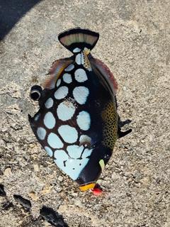 モンガラカワハギの釣果