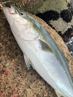 ブリの釣果