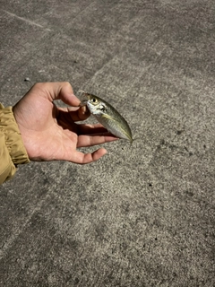 アナハゼの釣果
