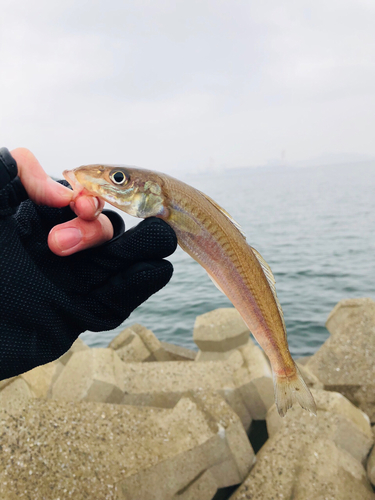 キスの釣果