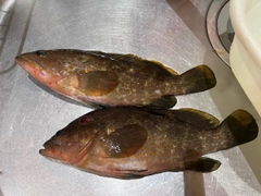 アコウの釣果