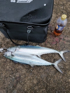 サゴシの釣果