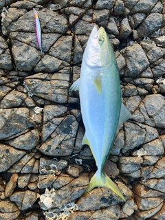 ワラサの釣果