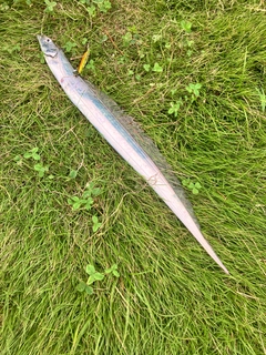 タチウオの釣果