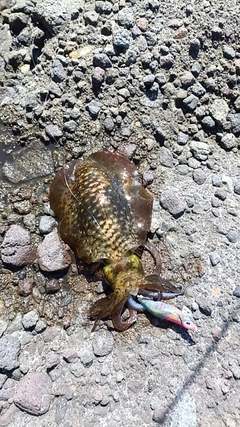 アオリイカの釣果