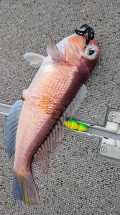 アマダイの釣果