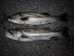 シーバスの釣果