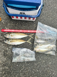 マアジの釣果