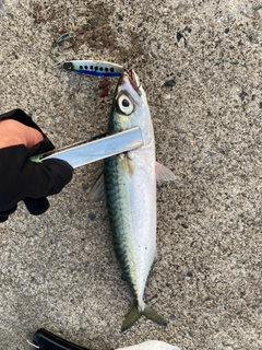 サバの釣果