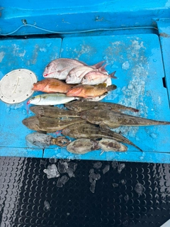 マゴチの釣果