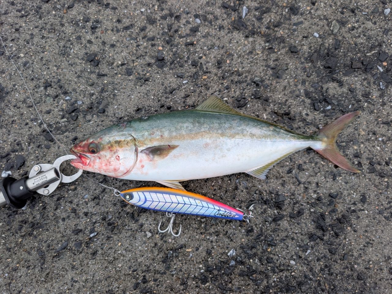 SHIMANO 19ステラ SW 8000PGの最安値・インプレ・釣果 | 本音の口コミ