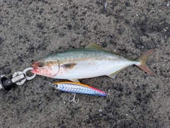 ヤズの釣果