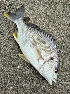 キビレの釣果